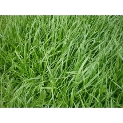 Semente Azevém Brs Ponteio 25kg