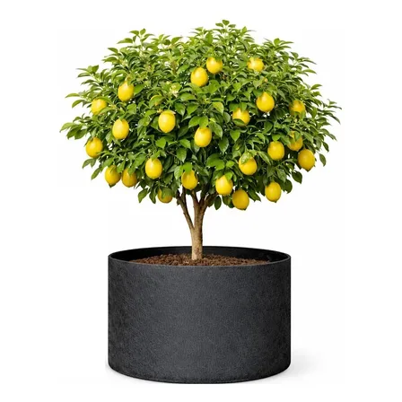 Vaso 50 Litros Para Arvores Frutíferas Feltro Allgreen