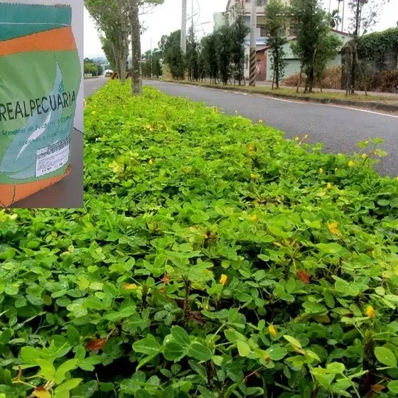 1 Kg De Sementes De Grama Amendoim (sementes Selecionadas)