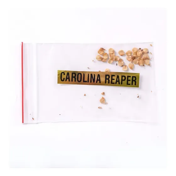 Sementes De Pimenta Carolina Reaper Vermelha Viciado Kit 25 Unid
