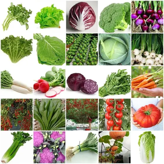 Kit 12 Mil Sementes De Verduras E Legumes 47 Variedades