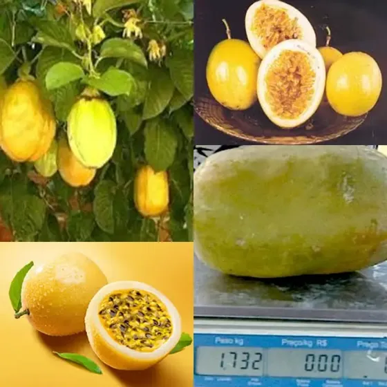 100 Sementes De Maracujá Gigante Para Vaso + Brinde
