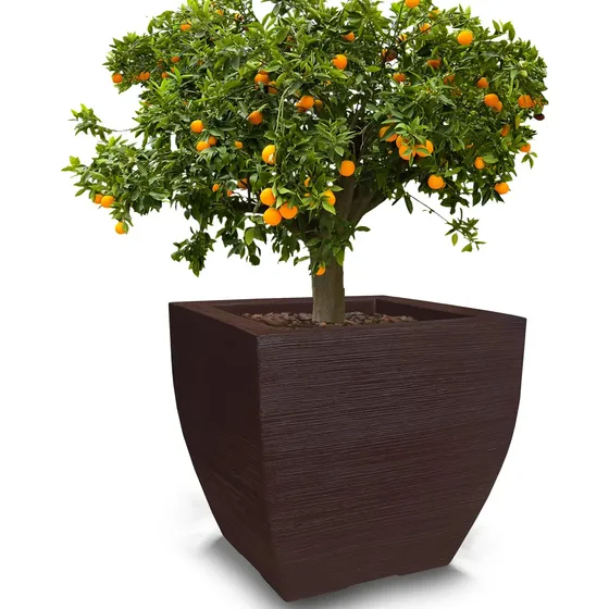 1 Vaso Arvore Bonsai Semente Pinheiro Negro Japonês 90x90 Cm