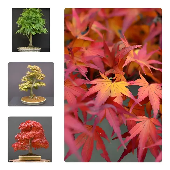 Muda De Acer Palmatum