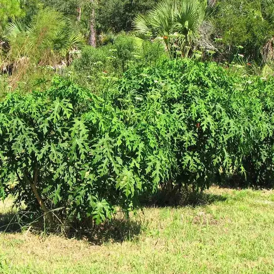 Chaya Árvore De Espinafre Cnidoscolus Aconitifolius Mudas