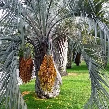 Beta Flores= Muda De Butiá Capitata