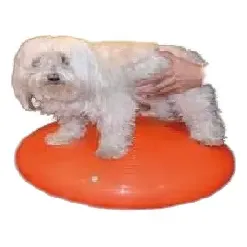 Disco Sport 55cm Gymnic Pet Reabilitação Fisio Atividade