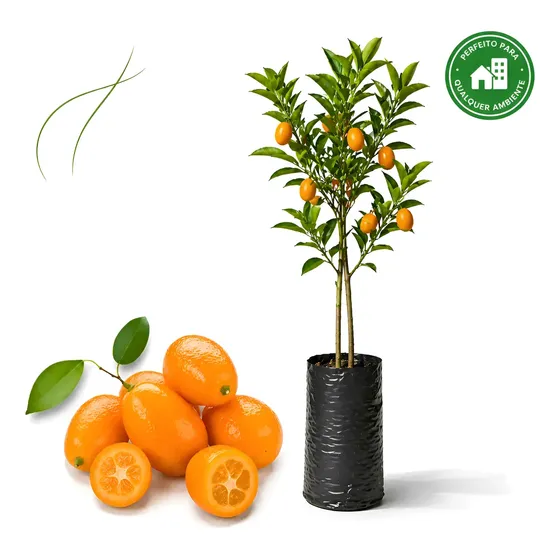 Muda Laranja Kinkan Enxertada 70cm - 1 Frutífera