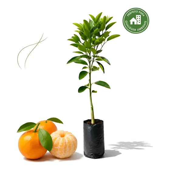 Muda Tangerina Ponkan Enxertada 70cm - 1 Frutífera