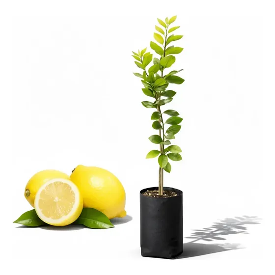 Muda Limão Siciliano Enxertado 70cm - 1 Frutífera