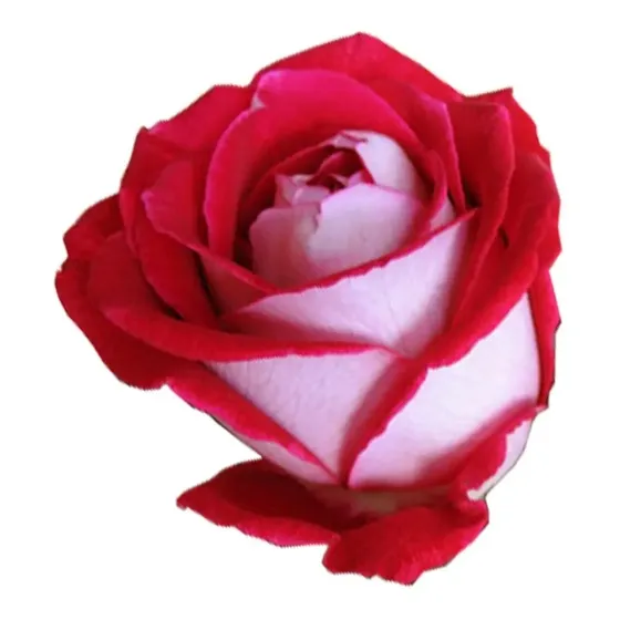 Kit C/12 Mudas De Rosas Enxertadas (+ 2 De Mudas Brinde)