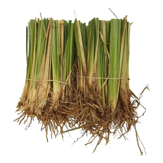 Mudas De Vetiver (kit 20 Mudas)