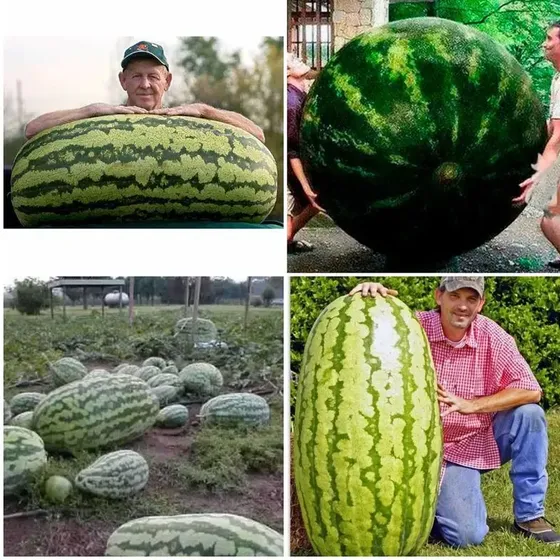 100 Sementes De Melancia Gigante Super Doce + Brinde