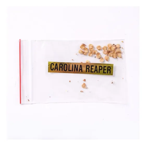 Sementes Originais Pimenta Carolina Reaper Chocolate Viciado Em Pimentas