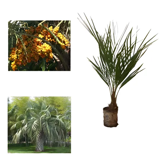 Muda Palmeira Butiá Muda- Frutífera E Ornamental