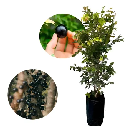 Muda De Jabuticabeira Híbrida Precoce