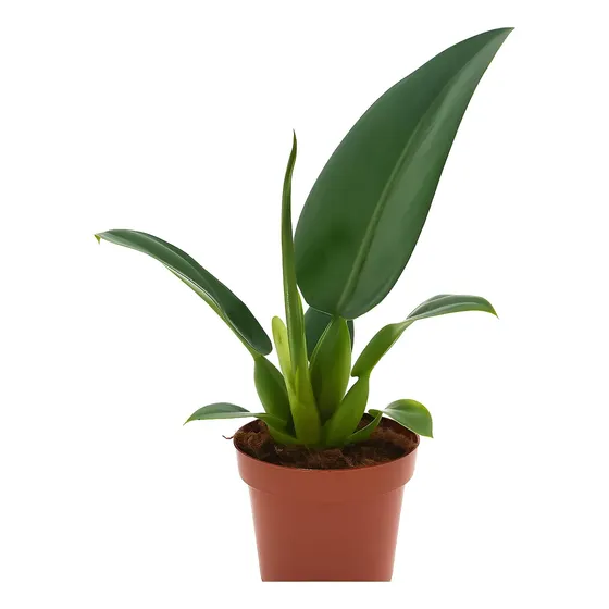 Muda Pacová - Planta Philodendron Martianum Cultivo Interno