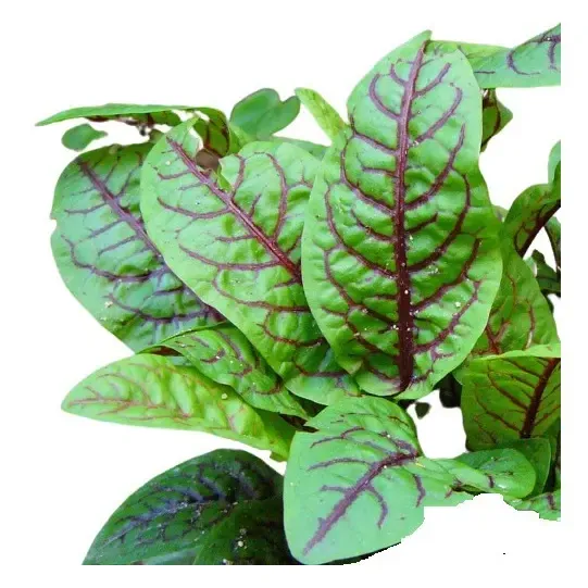 40 Sementes De Azedinha Veias Vermelhas Almeirão Roxo Rumex