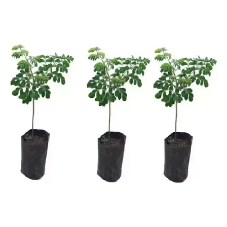 3 Mudas De Moringa Para Plantio Com 15cm Verde