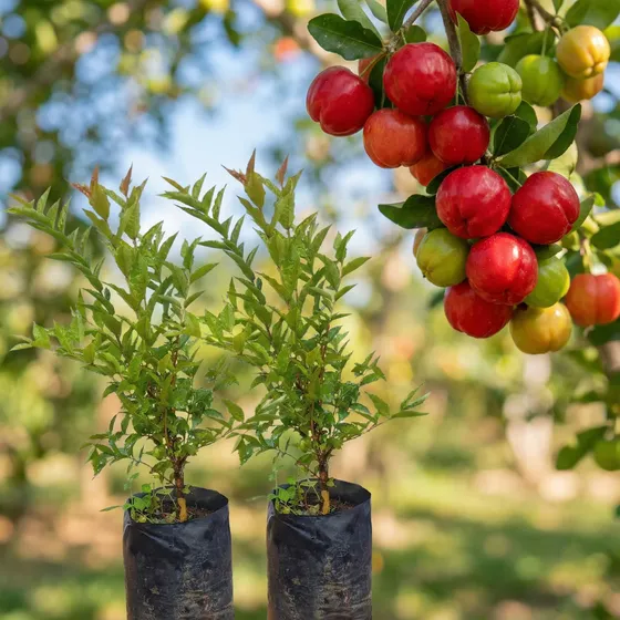 Kit 2 Mudas De Acerola Enxertada Gigante Doce Produz Rápido