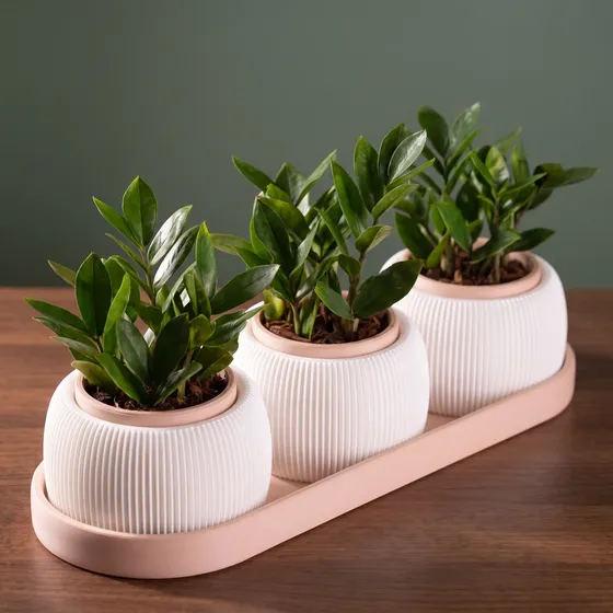 Kit 3 Vasos Suculentas Plantas Bandeja Decorativo Mini Vasos