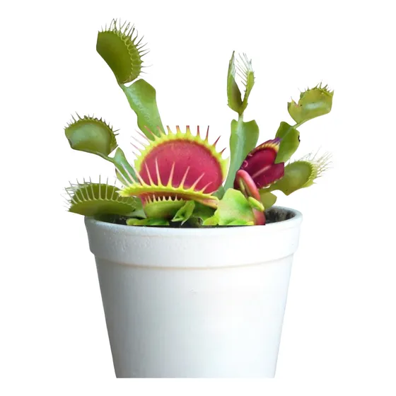 Muda De Dioneia Muscipula Planta Carnívora + Musgo Nutriente