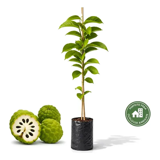 Muda Fruta Do Conde 70cm - 1 Planta Frutífera