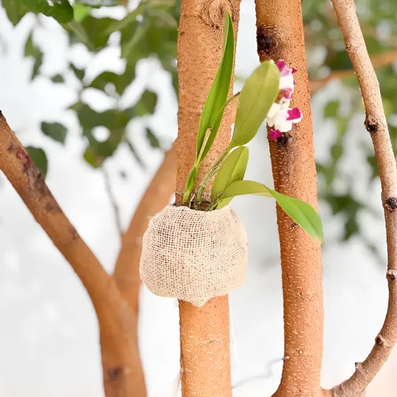 Fixador De Orquídea 100% Orgânico Com Substrato Kit 2 Un