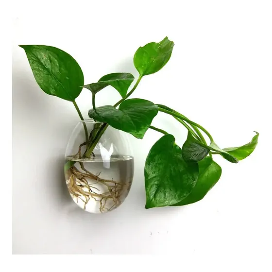 Vaso Pendurado Bola Mouse De Vidro Vaso Flor Planta Terrário