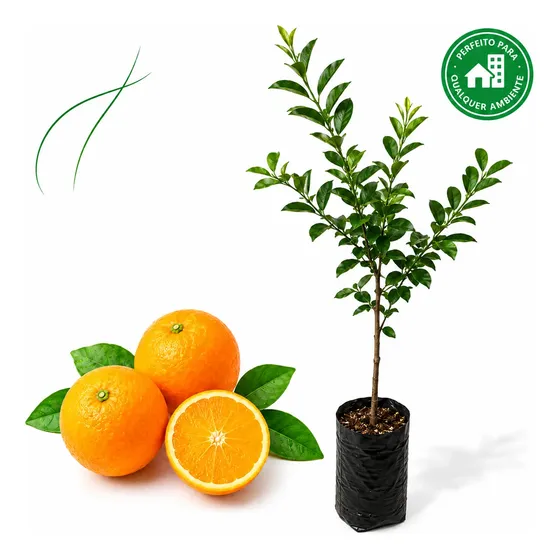 Muda Limão Cravo Rosa 70cm - 1 Frutífera