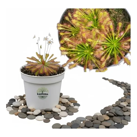 Muda De Drosera Planta Carnívora + Musgo Nutriente + Folder