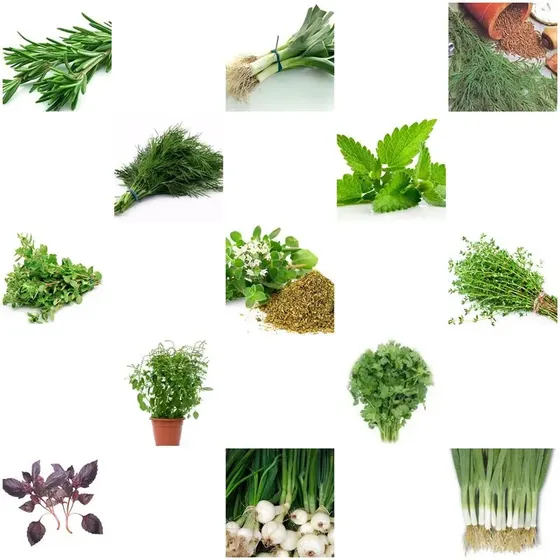 1300 Sementes Temperos + Ervas Aromáticas 19 Tipos + Brinde