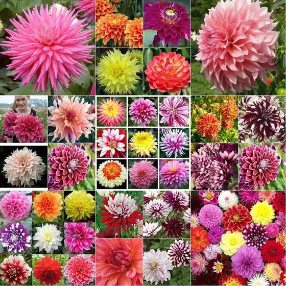 300 Sementes De Dália Gigante Raras Cores Variadas + Brinde