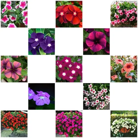 100 Sementes De Vinca Pendente Raras + Brinde