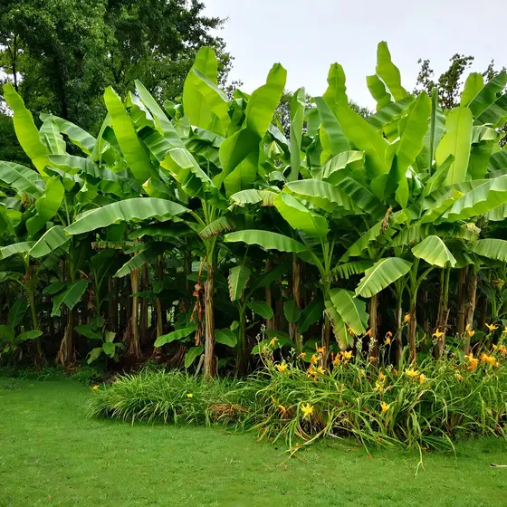 4 Mudas De Banana Da Terra Maranhão Gigante