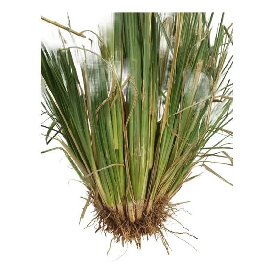 Mudas De Vetiver (kit 400 Mudas)