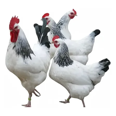 18 Raças Puras Variadas. Compre E Escolha Ás Raças!