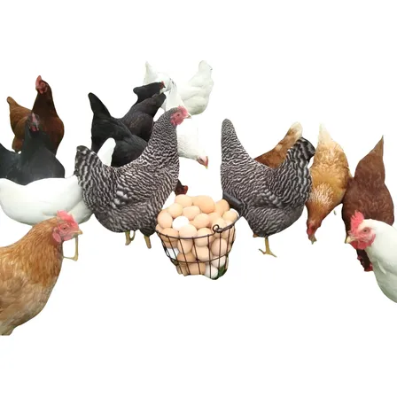 15 Ovos Galados Das Melhores Raças Puras Variadas. Escolha!