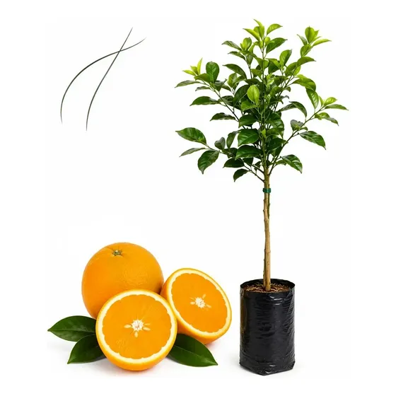 Muda Laranja Umbigo Enxertada 70cm - 1 Frutífera