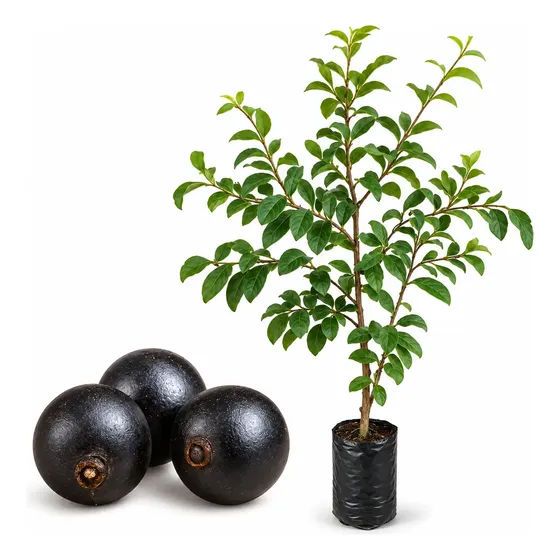 Muda Guabiju Nativa 70cm - 1 Frutífera