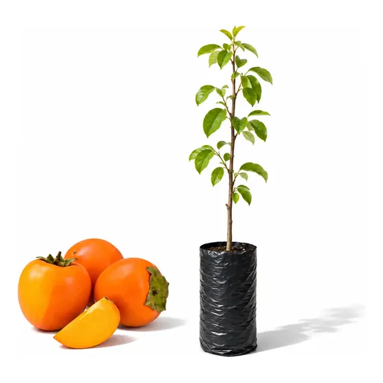 Muda Caqui Chocolate Branco Fuyu 70cm - Frutífera 1 Unid.