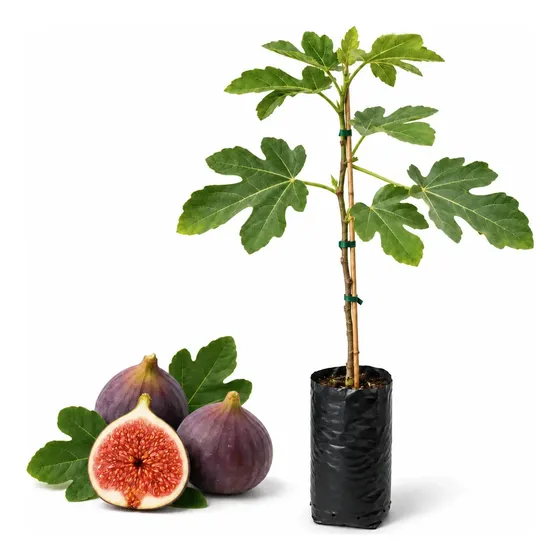 Muda Figo Roxo Enxertado 70cm - 1 Frutífera
