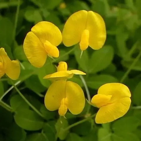 250 G De Sementes De Grama Amendoim Para Jardim